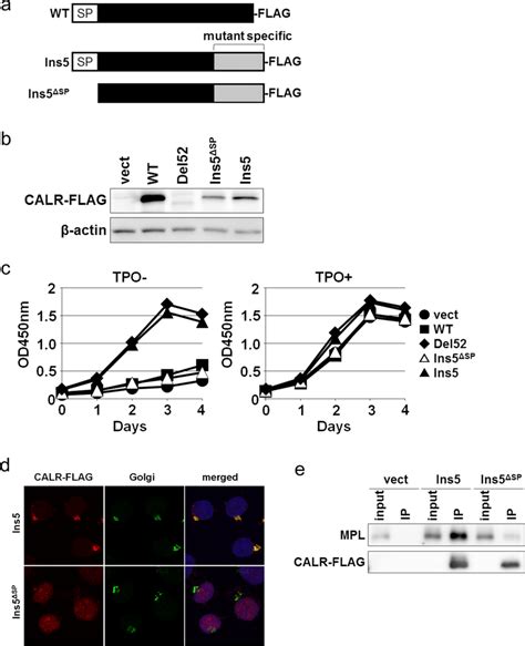 Signal peptide sequence was required for the oncogenic properties of ...