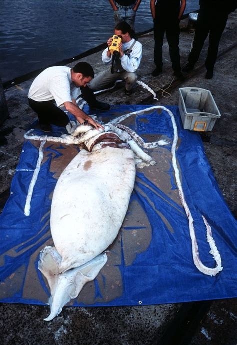 Release the Kraken! Giant Squid Photos | Live Science