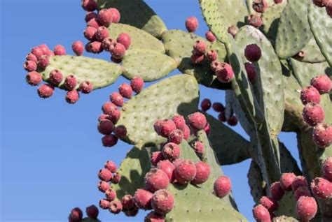 Desert Animals That Typically Eat Prickly Pear Cactus - Prickly pear cactus are found in all of ...