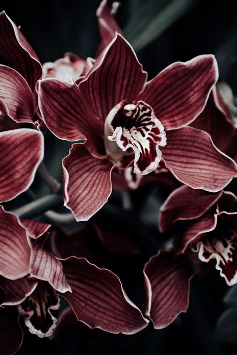 Burgundy Flowers Wallpapers - Top Free Burgundy Flowers Backgrounds - WallpaperAccess