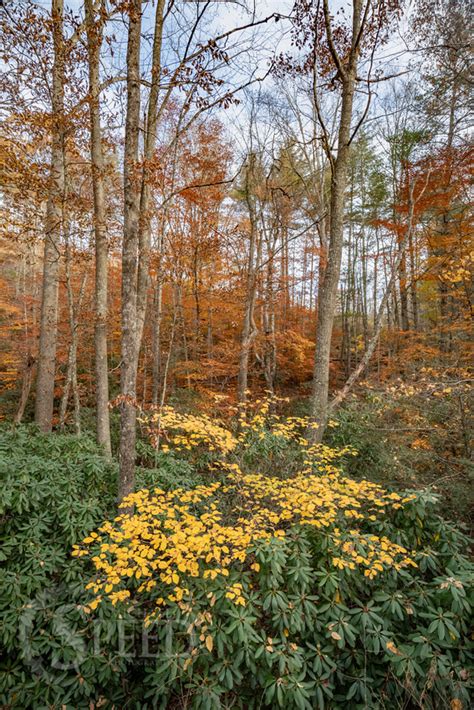 Michael Speed | New fall photos from Indian Valley Virginia.