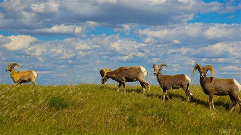 Wildlife in Badlands National Park | National parks, Badlands national park, Badlands