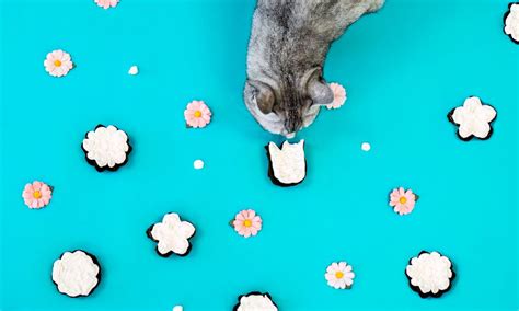 This Spring, Whip Up These Cranberry Cookies for Cats | BeChewy