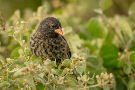 Redditors Find Out About Vampire Finches, Little Birds From Galapagos ...