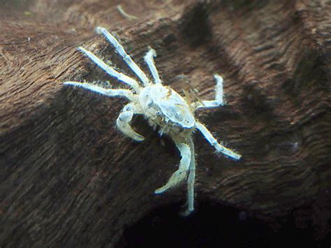 5 Thai Micro Crabs (Limnopilos naiyanetri) - 1/4 inch to 1/2 inch | Freshwater Crabs | Aquatic ...