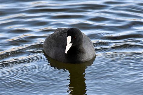 Common Coot - BirdLife Cyprus