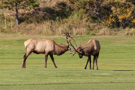 Bull Elk Fighting stock photo. Image of wapiti, fighting - 13174638