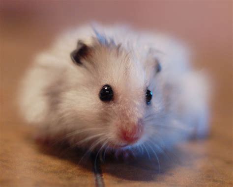 Pin by Mia Haugan on Photo Basics | Cute hamsters, Hamster life, Hamster