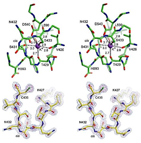 The potassium ion binding site. a, Stereo view of the potassium ion... | Download Scientific Diagram