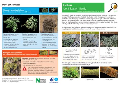 Lichen Identification Guide - DocsLib