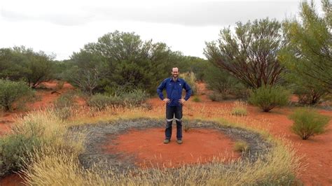 Kings Park spinifex grass may hold key to mine site revegetation - ABC News