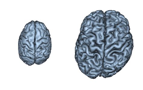 Humans and Chimps Evolved Lopsided Brains | Brain Evolution | Live Science