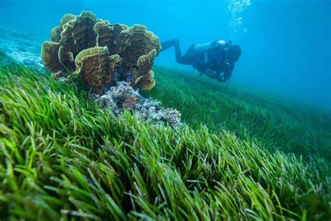 Why is it Important to Restore Seagrass Beds?