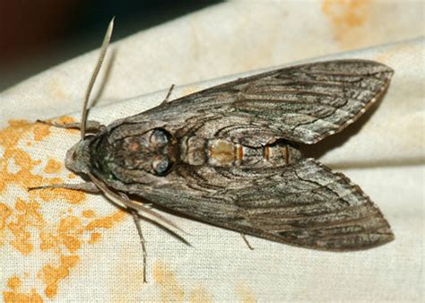 Five-spotted Hawk Moth, Manduca quinquemaculata