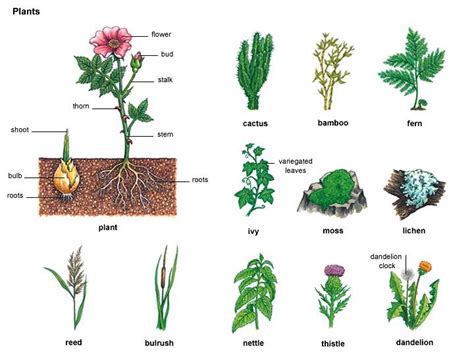 shoot noun - Definition, pictures, pronunciation and usage notes | Types of flowers, Plants, Flowers