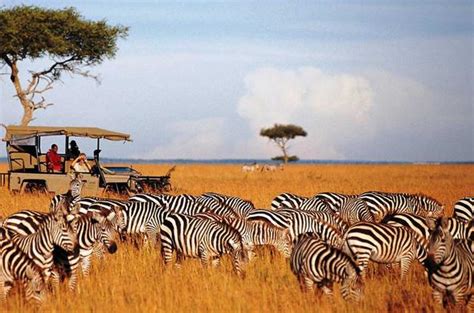 Masai Mara National Reserve - Kenyan Safari Guide