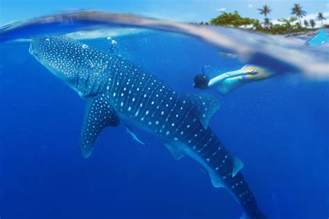 Popularity Of Whale Shark Tours On The Rise In Cancun - Cancun Sun