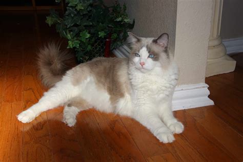 Ragdoll Rescue Texas - Kirby - Ragdoll Cat Adoption Texas DFW