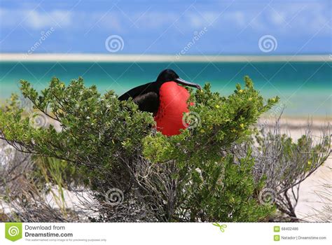 Male Great Frigatebird during Mating Season Stock Photo - Image of breeding, courting: 68402486