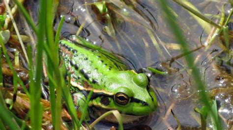 Establishment of Green & Golden Bell Frog Pond Habitat – Southern Habitat