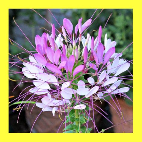 FLOWER-CLEOME (SPIDER FLOWER) - ABSeeds