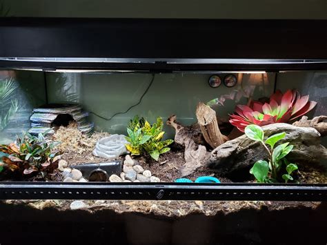 African Fat-Tailed Gecko Setup - Provide Perfect Habitat For Your Gecko