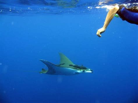 Best Snorkeling in Cabo San Lucas? Best Tours? An Insider Guide