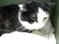 fibrosarcoma in cats treatment - Taren Beaver