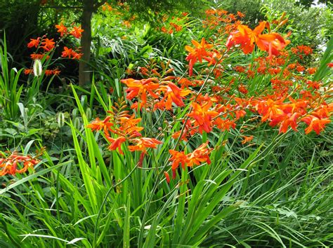 Crocosmia x crocosmiiflora Profile – California Invasive Plant Council