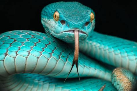 Des animaux hauts en couleur | National Geographic | Snake photography ...