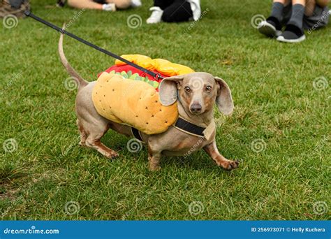 Dachshund in Hot Dog Costume Looks Out while Trotting Right Stock Image - Image of outdoors ...