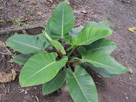 Philodendron Gardener: Some Philodendrons in Davao City and Makilala ...