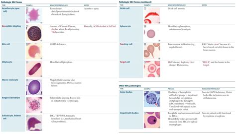 Pathologic Red Blood Cell (RBC) Morphologies and Associated ... | GrepMed