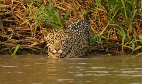 Pantanal Wildlife Watching Tour Trip Report from Royle Safaris - Mammal Watching