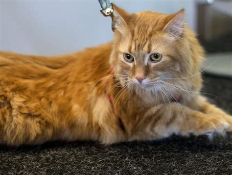 Pet of the Week: Cute orange tiger cat named Keith looking for loving ...