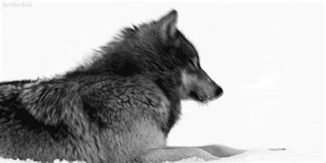 Grey Wolf Love GIF - Find & Share on GIPHY