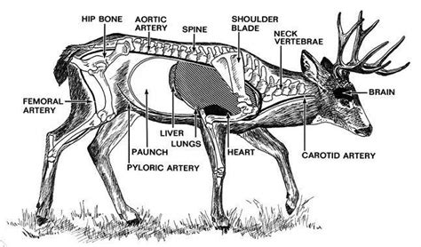 Deer Anatomy REVIEW.. - HuntingNet.com Forums