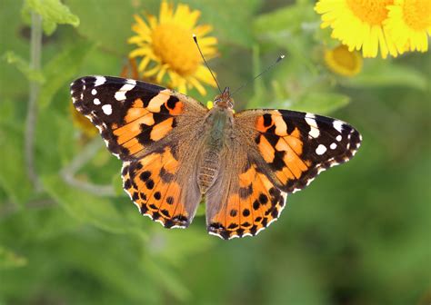 UK could be seeing a once-in-a-decade painted lady butterfly influx | Isle of Wight County Press