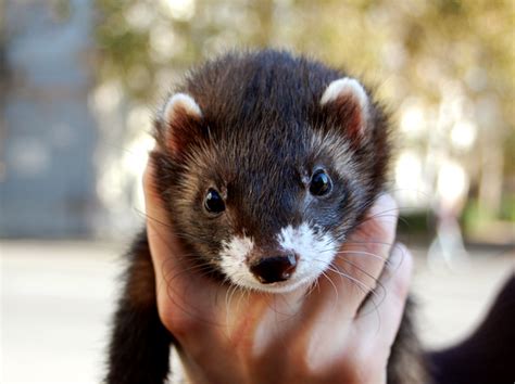 Free Black sable ferret portrait Stock Photo - FreeImages.com