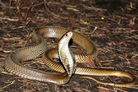 King Cobra Bites | Why So Deadly? | Thailand Snakes