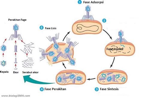 Gambar Perbedaan Lisogenik Siklus Litik Virus Infomasi Ilmu Tahap ...