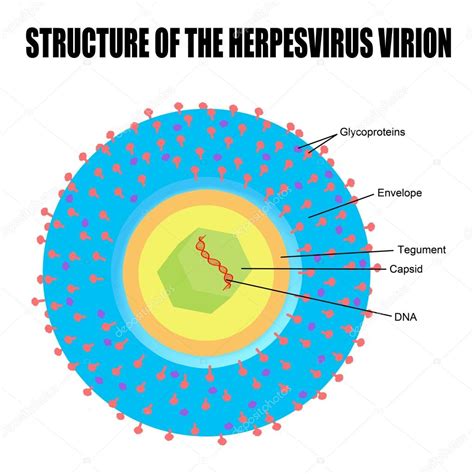 Structure of herpes virus Stock Vector Image by ©roxanabalint #22006623