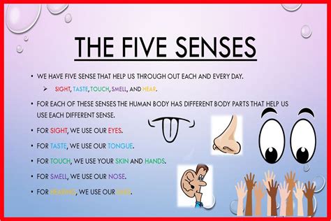 Five sense organs and their functions - Digital Marketer - Medium