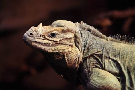 Rhinoceros Iguana 101: Care, Diet, Size, Lifespan & More