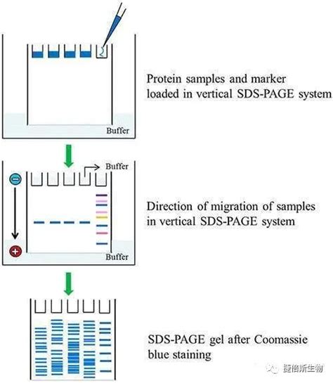 WB做了那么久 看了这篇终于把蛋白电泳的原理搞懂了！ - 哔哩哔哩