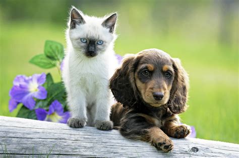 What to Do When You Adopt a Puppy or Kitten - Hot World Report