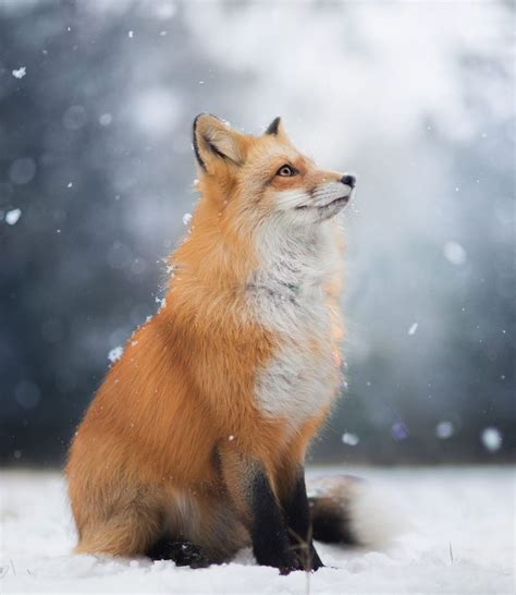 Winter Fox Wallpapers - Wallpaper Cave