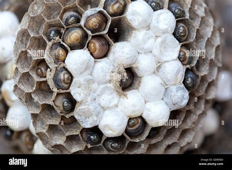 Wasp Nest with larvae and eggs in individual cell of the hive closeup macro Stock Photo - Alamy