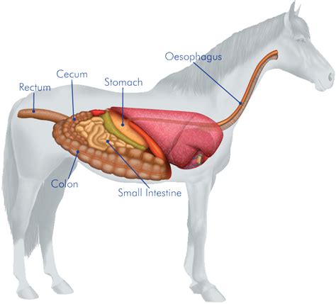 The Horse's Digestive System | HyGain Horse Feed – Hygain Australia