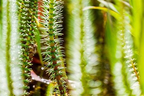 Beautiful Aquatic Plants In Garden Pond Captured Up Close Photo Background And Picture For Free ...